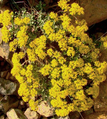 Φυτά και άνθη του Σμόλικα σε υψόμετρο από 2000 έως 2500μ.