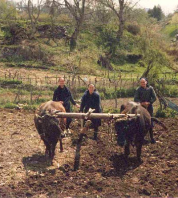 Όργωμα με βόδια