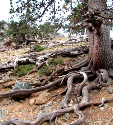 Τα ρόμπολα ως Λερναίες Ύδρες.