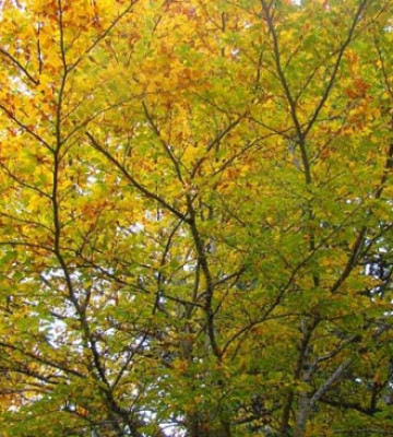 Οξυά με κιτρινισμένα φύλλα